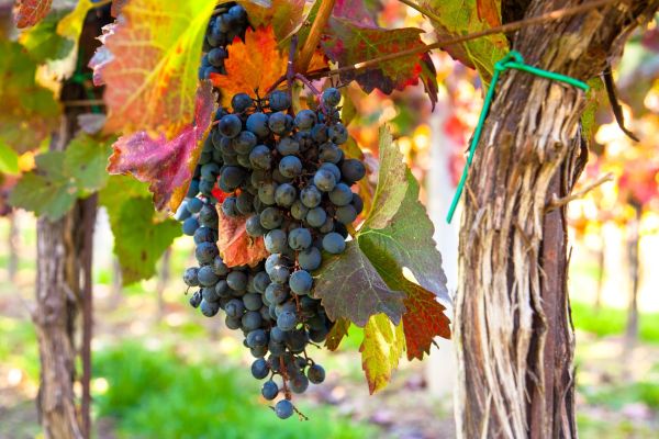 Vignerons à châteauneuf-du-pape : l'art de la viticulture durable