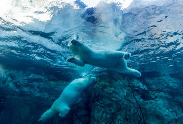 Comment organiser une expédition pour observer les ours polaires dans l'Arctique?